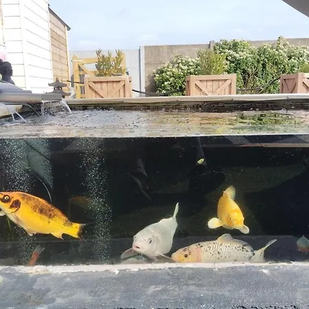 Le Petit Koi Nyaraló *